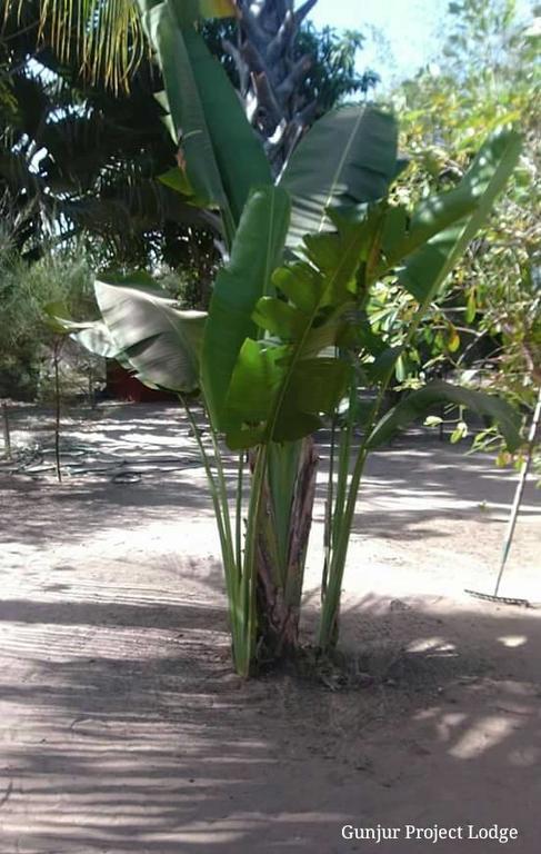 The Gunjur Project Lodge Ngoại thất bức ảnh
